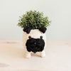 Pug-shaped planter with a plant on a light background