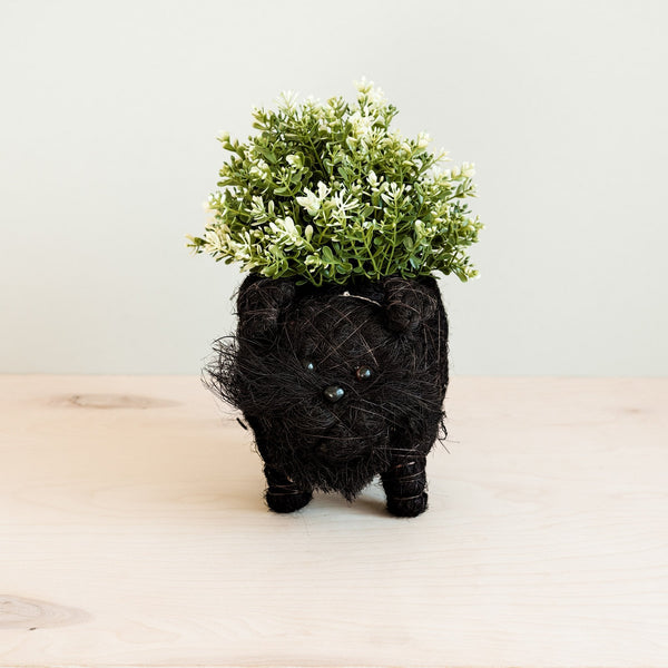 Decorative black cat-shaped planter with green plants on a light wooden surface.