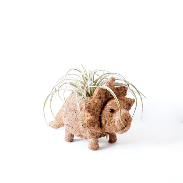 Dinosaur-shaped planter with air plants on a white background