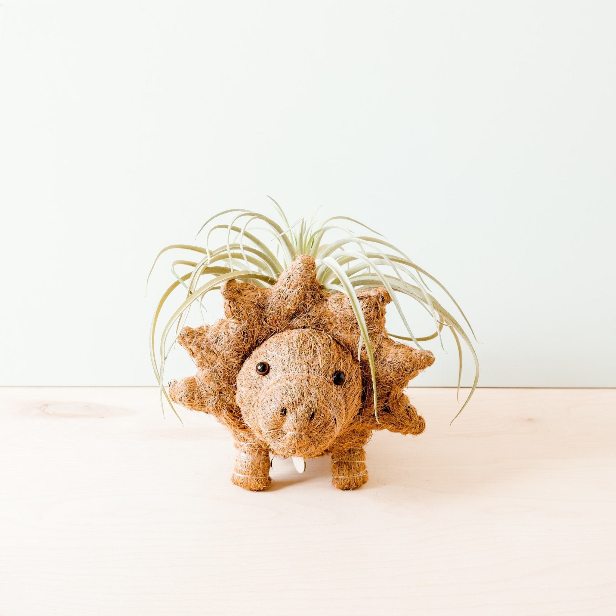 Decorative dinosaur-shaped planter with air plants on a white background