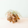 Pig-shaped plant holder with air plants on a white background