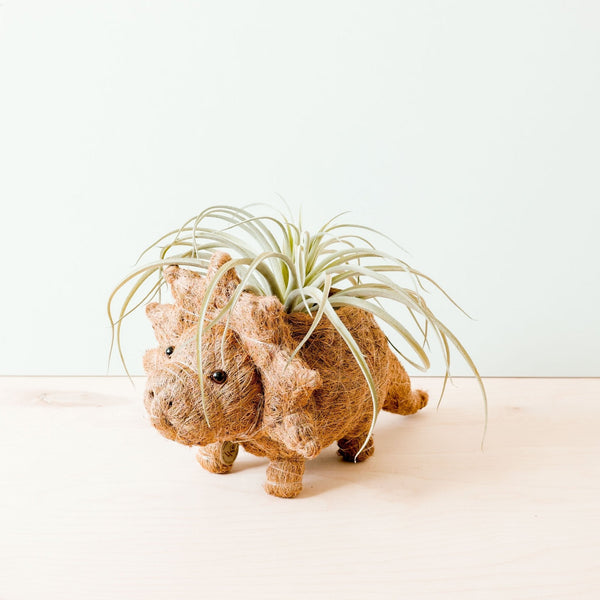 Pig-shaped plant holder with air plants on a white background