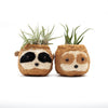 Two sloth-shaped air plant holders with air plants on a white background