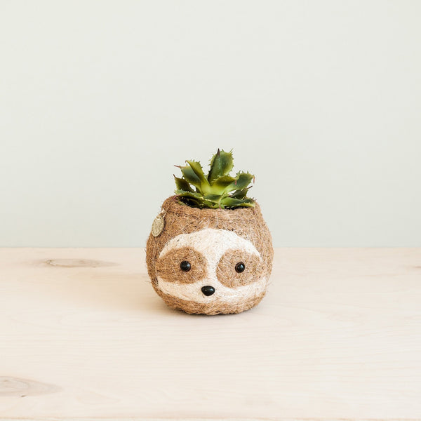 Sloth-shaped plant pot with a small succulent on a light wooden surface.
