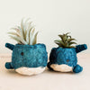 Two blue whale-shaped planters with succulents on a light background