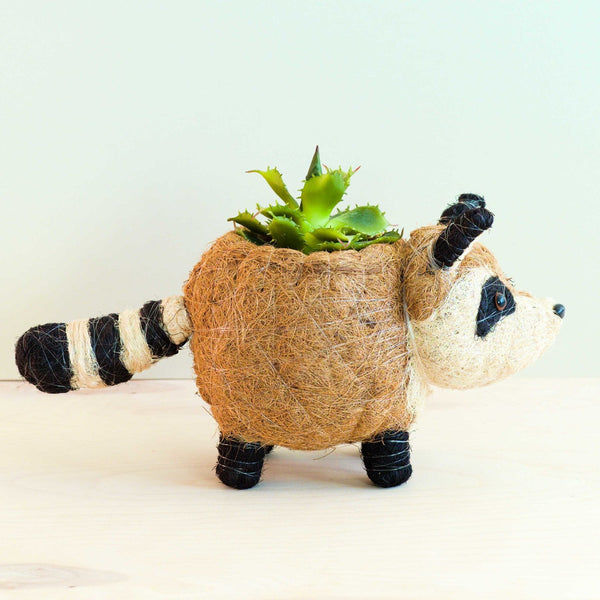 Raccoon-shaped planter with a succulent on a light background