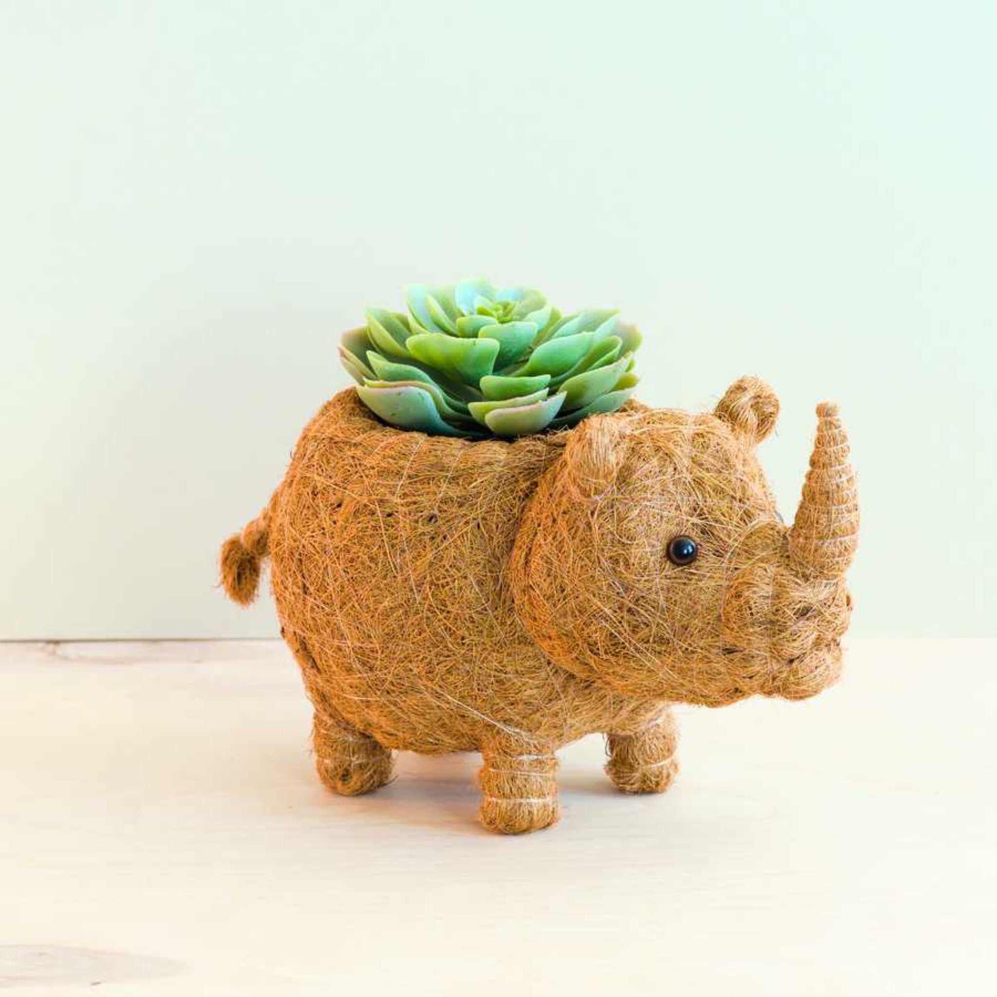 Decorative rhino planter with a succulent on a light background