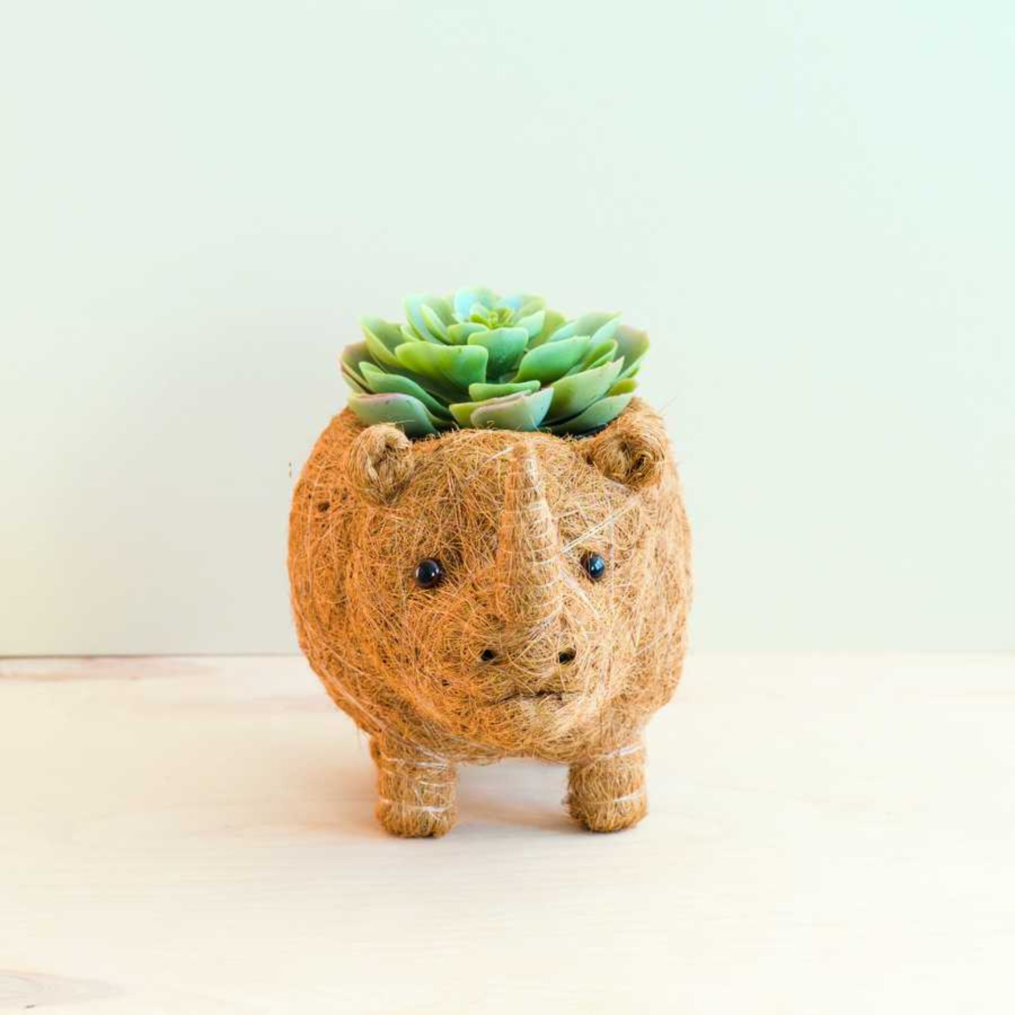 Succulent plant in a decorative pot shaped like a hedgehog on a light background