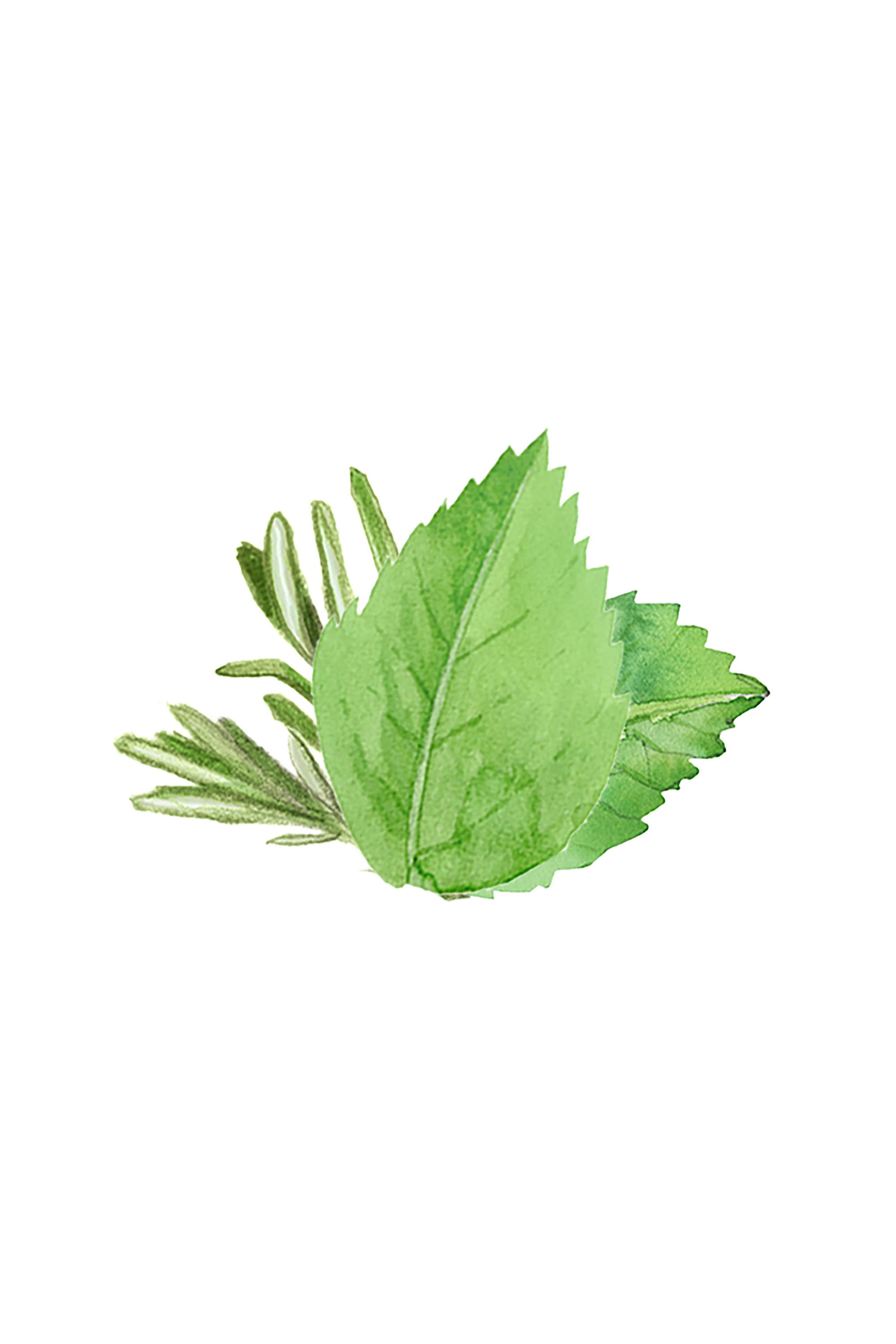 Rosemary and peppermint essential oil scent blend used in Rustic Strength laundry detergent