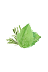 Rosemary and peppermint essential oil scent blend used in Rustic Strength laundry detergent