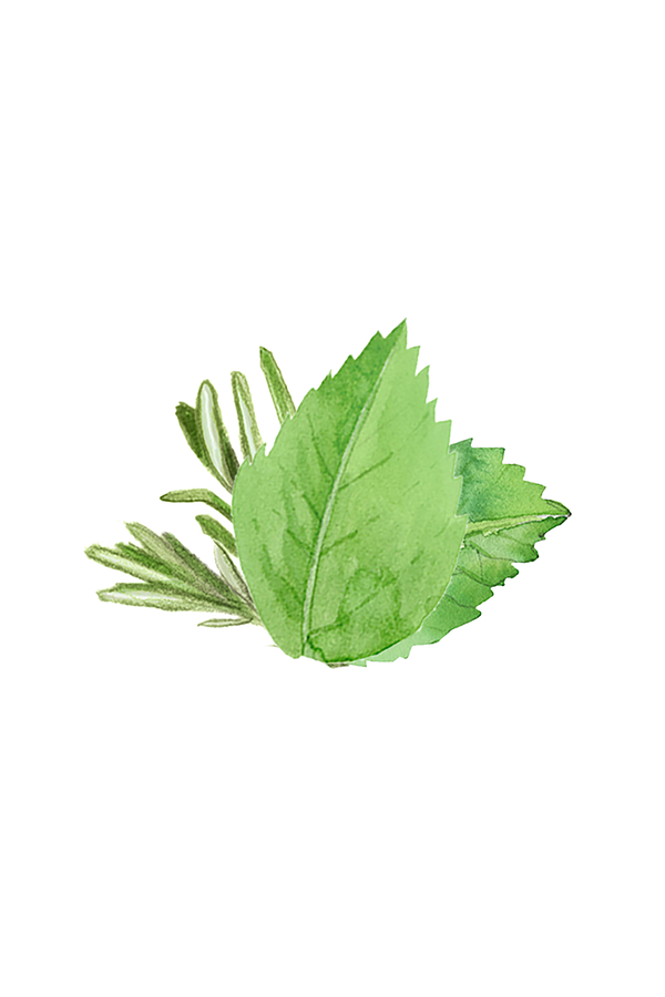 Rosemary and peppermint essential oil scent blend used in Rustic Strength laundry detergent