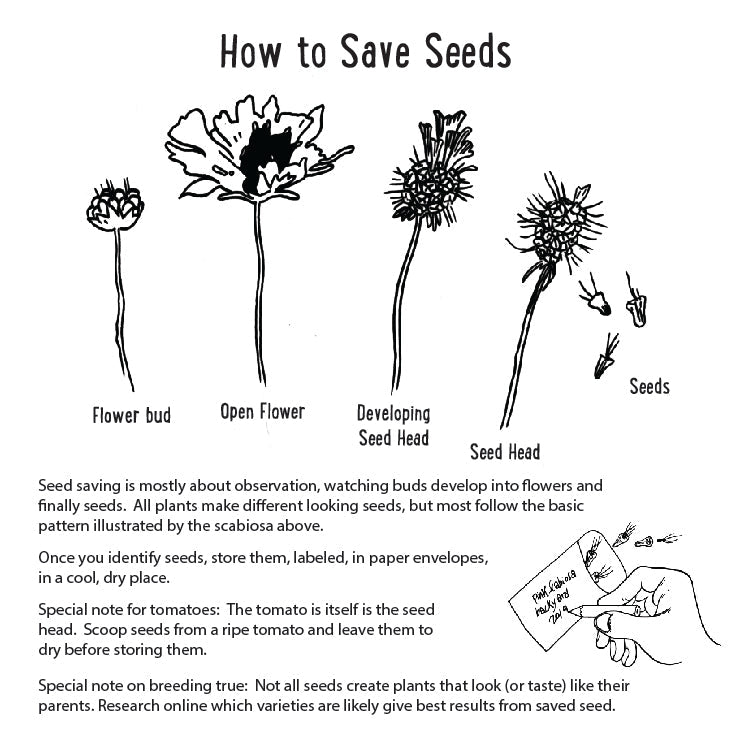 Illustration showing the stages of a plant from flower bud to seed head with text on how to save seeds.