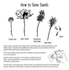 Illustration showing the stages of a plant from flower bud to seed head with text on how to save seeds.