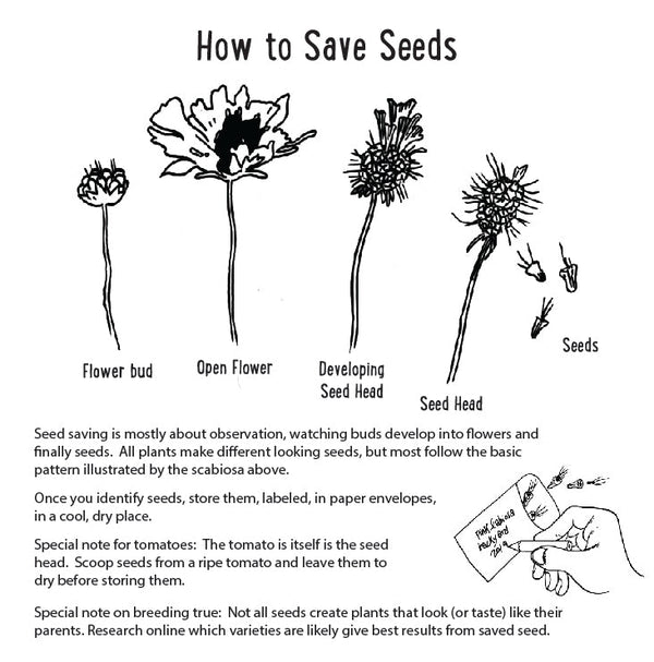 Illustration showing the stages of a plant from flower bud to seed head with text on how to save seeds.