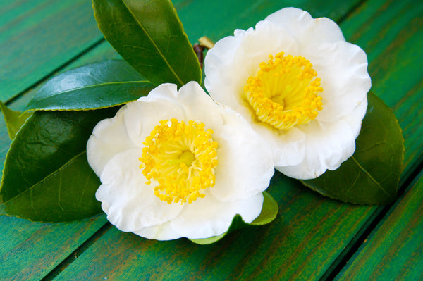 Grow your own black & green tea with 1 Lb of Bulk Tea Plant seeds (Camellia Sinensis). Non-GMO, fragrant flowers, evergreen shrub. Harvest fresh leaves for 100+ years! Sustainable, eco-friendly, unique gift.