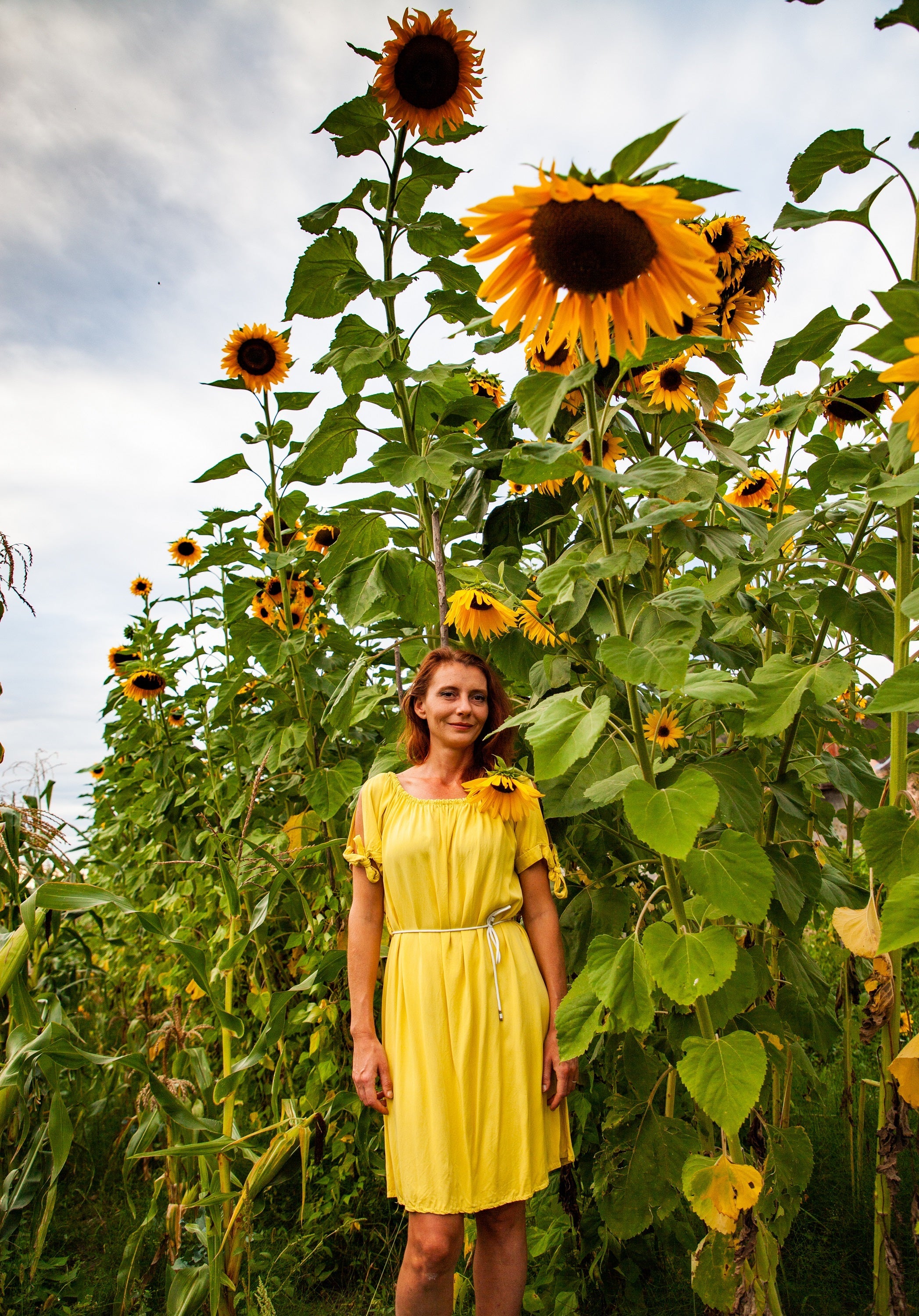 Early Mammoth Russian Sunflower Seeds: Grow Giant, Edible, & Easy-Care Blooms