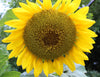 Early Mammoth Russian Sunflower Seeds: Grow Giant, Edible, & Easy-Care Blooms