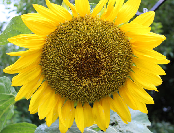Early Mammoth Russian Sunflower Seeds: Grow Giant, Edible, & Easy-Care Blooms