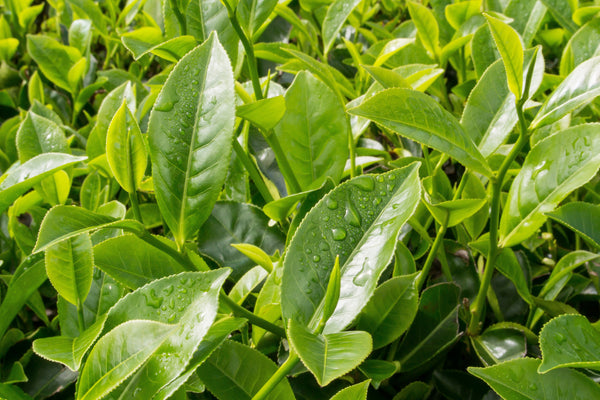 where to buy tea plant seeds 1 lb Bulk Tea PLANT Black & Green Drinking Tea Camellia Sinensis Tree Shrub Herb Flower
