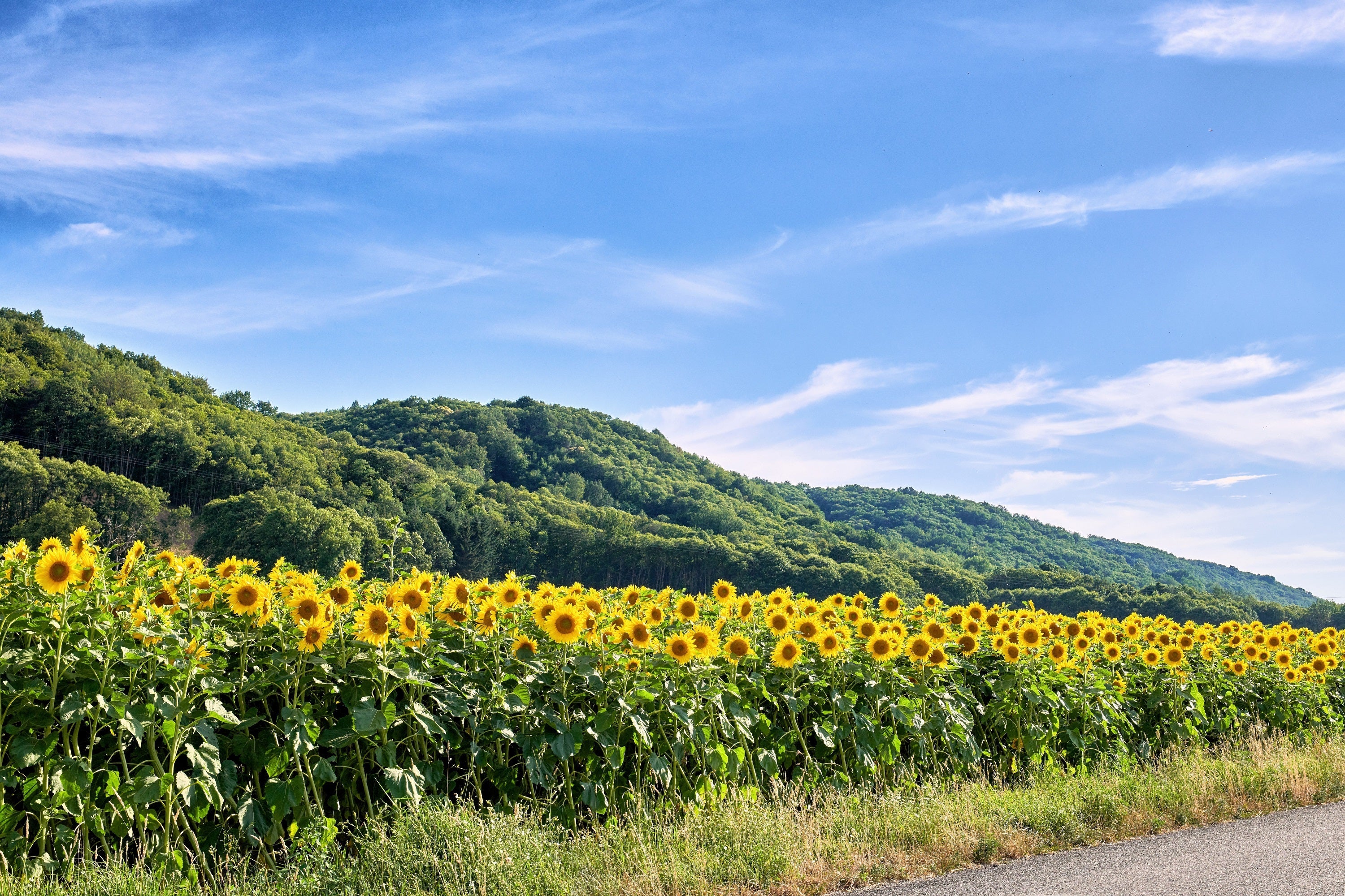 Early Mammoth Russian Sunflower Seeds: Grow Giant, Edible, & Easy-Care Blooms