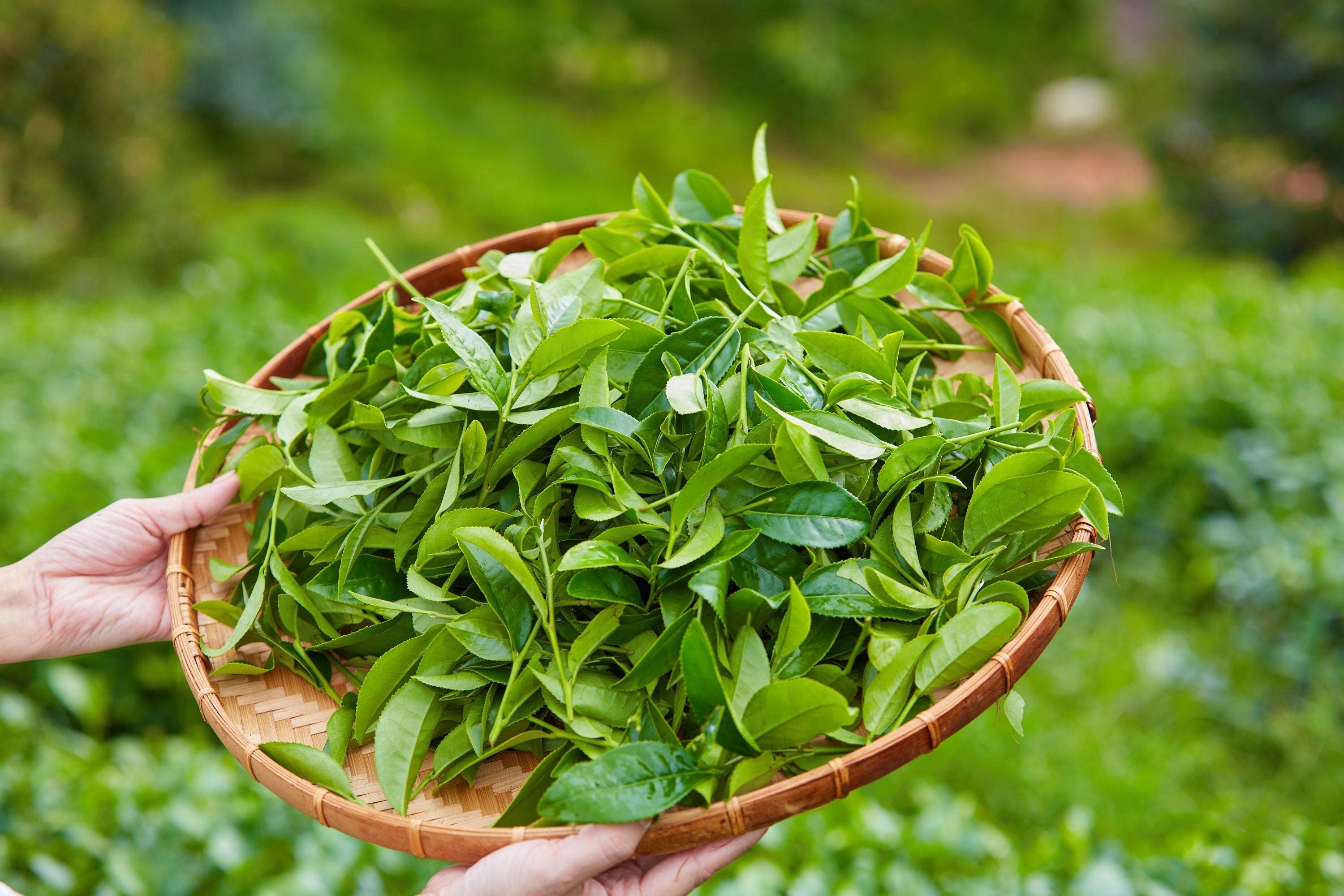 Grow your own black & green tea with 1 Lb of Bulk Tea Plant seeds (Camellia Sinensis). Non-GMO, fragrant flowers, evergreen shrub. Harvest fresh leaves for 100+ years! Sustainable, eco-friendly, unique gift.