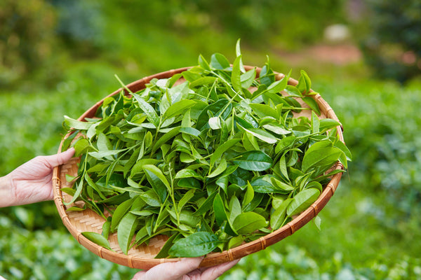 Grow your own black & green tea with 1 Lb of Bulk Tea Plant seeds (Camellia Sinensis). Non-GMO, fragrant flowers, evergreen shrub. Harvest fresh leaves for 100+ years! Sustainable, eco-friendly, unique gift.