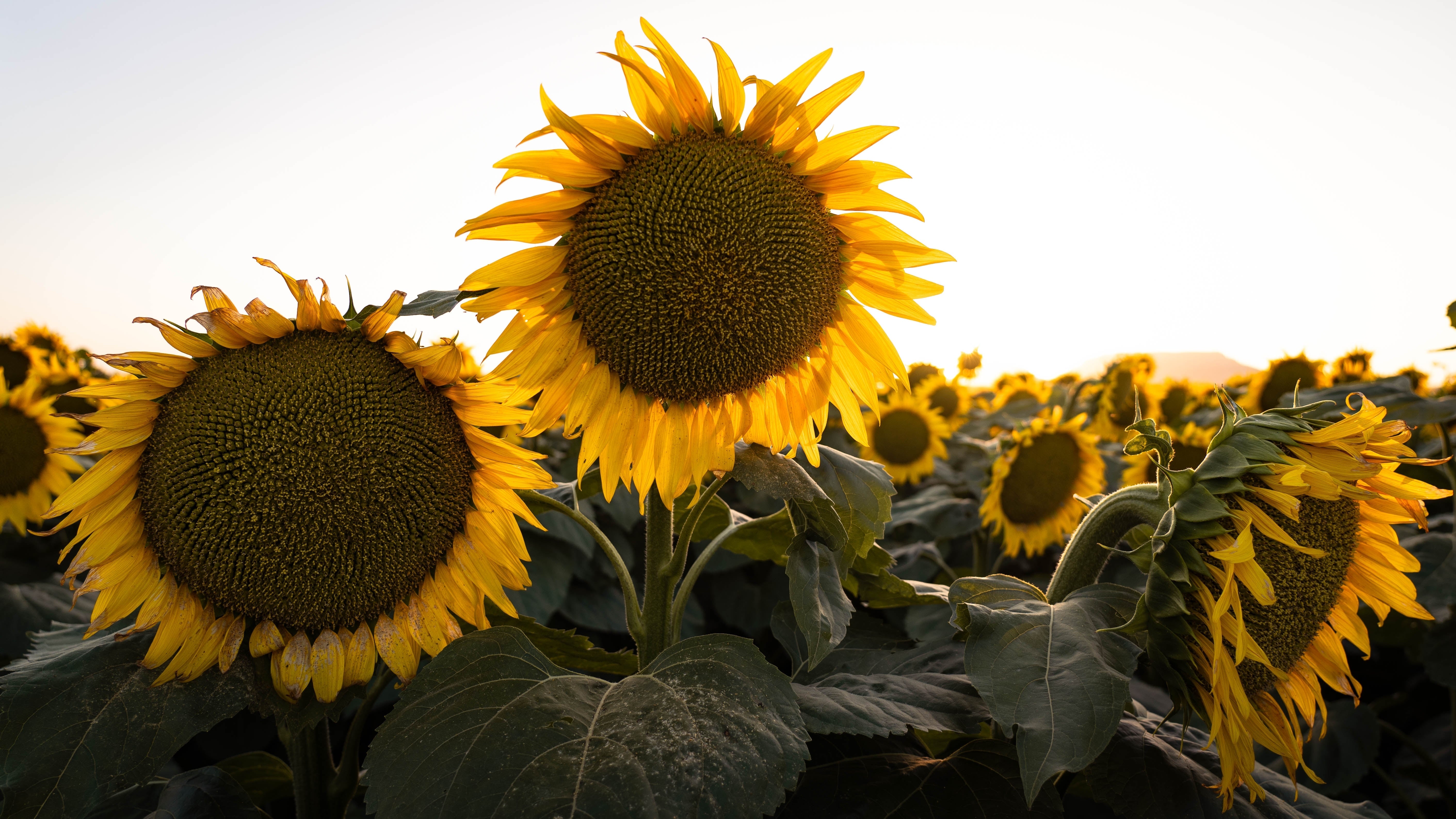 Early Mammoth Russian Sunflower Seeds: Grow Giant, Edible, & Easy-Care Blooms