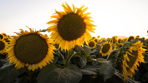 Early Mammoth Russian Sunflower Seeds: Grow Giant, Edible, & Easy-Care Blooms
