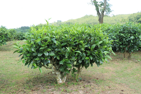green tea seeds for planting 1 lb Bulk Tea PLANT Black & Green Drinking Tea Camellia Sinensis Tree Shrub Herb Flower