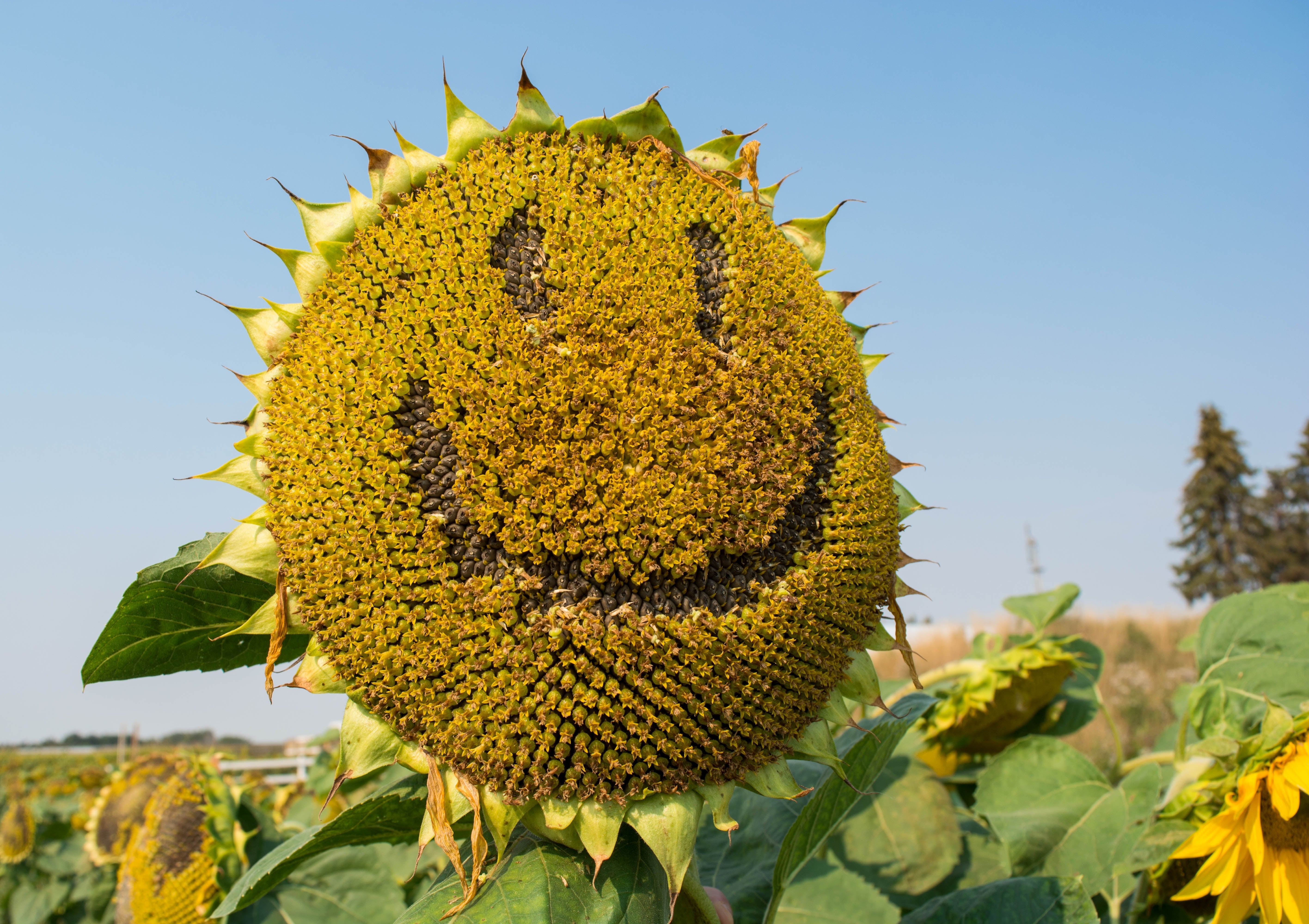 Early Mammoth Russian Sunflower Seeds: Grow Giant, Edible, & Easy-Care Blooms