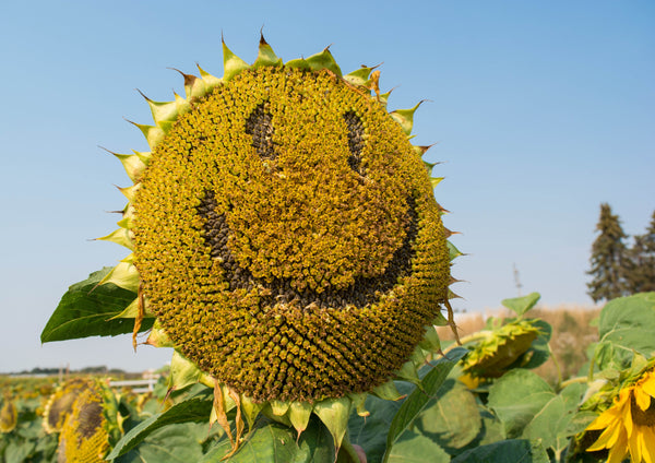Early Mammoth Russian Sunflower Seeds: Grow Giant, Edible, & Easy-Care Blooms