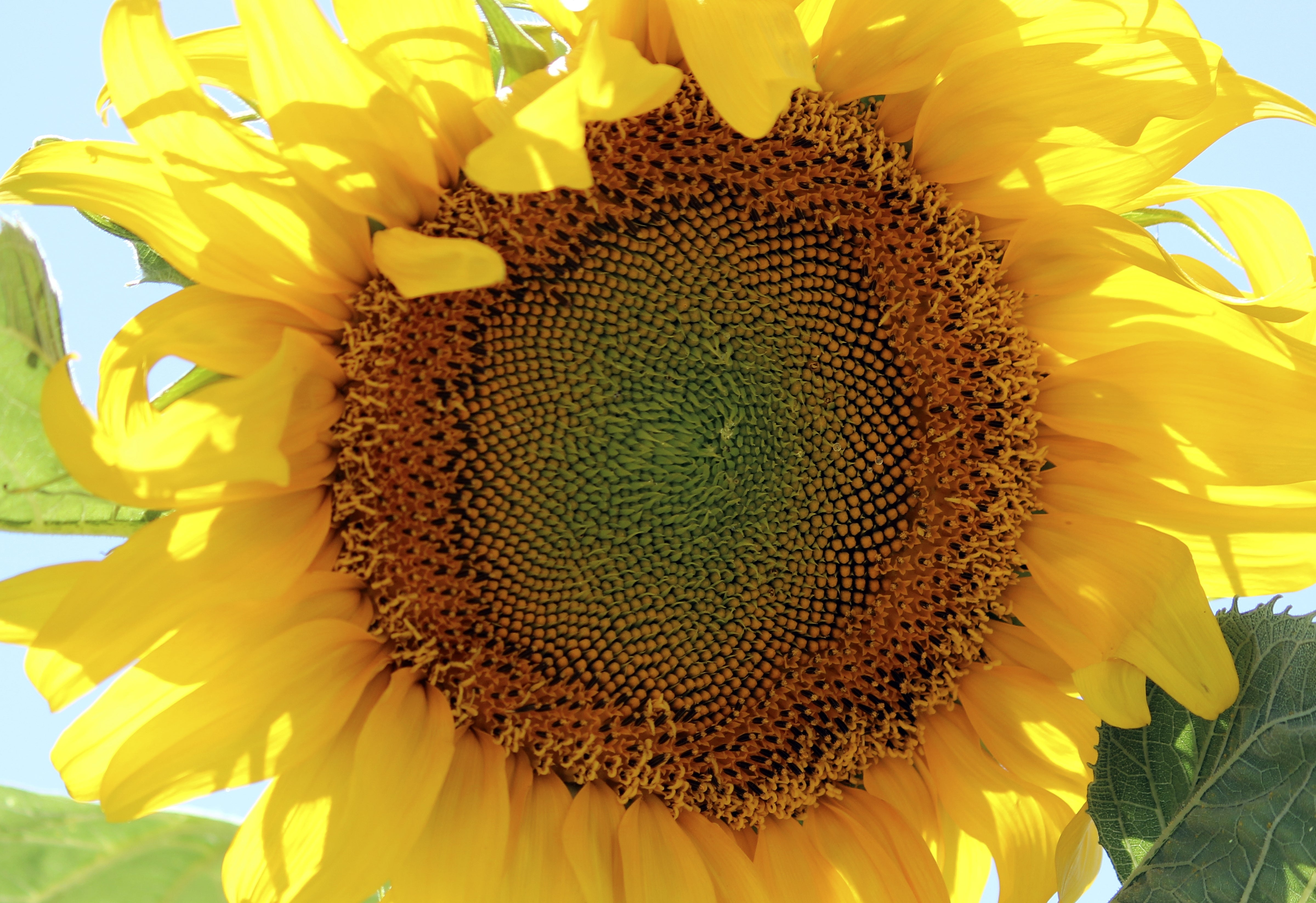 Early Mammoth Russian Sunflower Seeds: Grow Giant, Edible, & Easy-Care Blooms