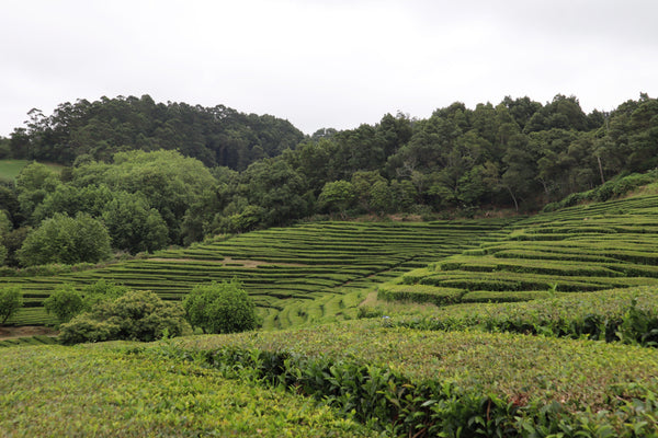 Grow your own black & green tea with 1 Lb of Bulk Tea Plant seeds (Camellia Sinensis). Non-GMO, fragrant flowers, evergreen shrub. Harvest fresh leaves for 100+ years! Sustainable, eco-friendly, unique gift.