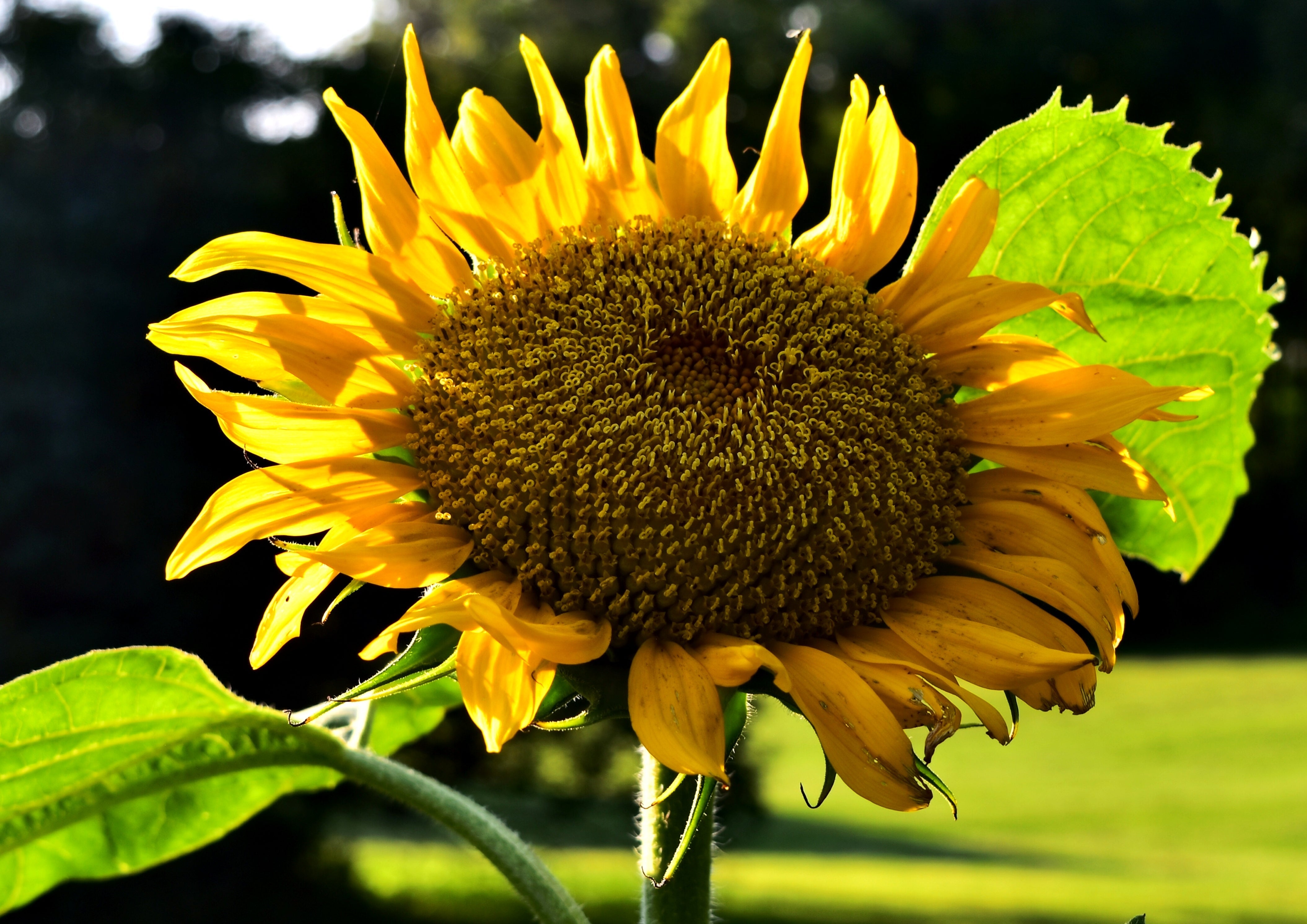 Early Mammoth Russian Sunflower Seeds: Grow Giant, Edible, & Easy-Care Blooms