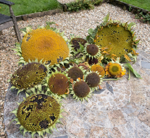 Early Mammoth Russian Sunflower Seeds: Grow Giant, Edible, & Easy-Care Blooms