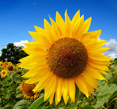 Tall Mammoth Russian sunflower in full bloom growing in a garden