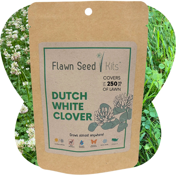 Dutch White Clover Seed: Your Resilient, Drought-Tolerant, Eco-Friendly Lawn Solution