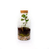 Assembled DIY glass terrarium with moss and small plants on a windowsill