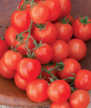 Sweetie cherry tomatoes growing on the vine, showing clusters of small red fruit