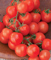 Sweetie cherry tomatoes growing on the vine, showing clusters of small red fruit