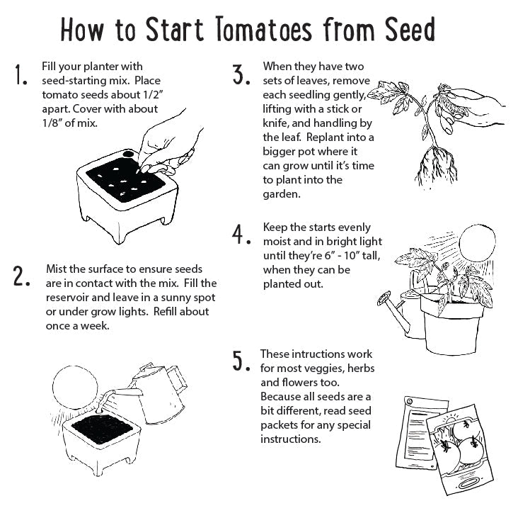 Step-by-step guide on how to start tomatoes from seed with illustrations and text.