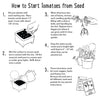 Step-by-step guide on how to start tomatoes from seed with illustrations and text.