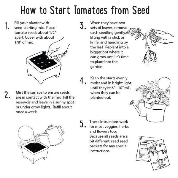 Step-by-step guide on how to start tomatoes from seed with illustrations and text.