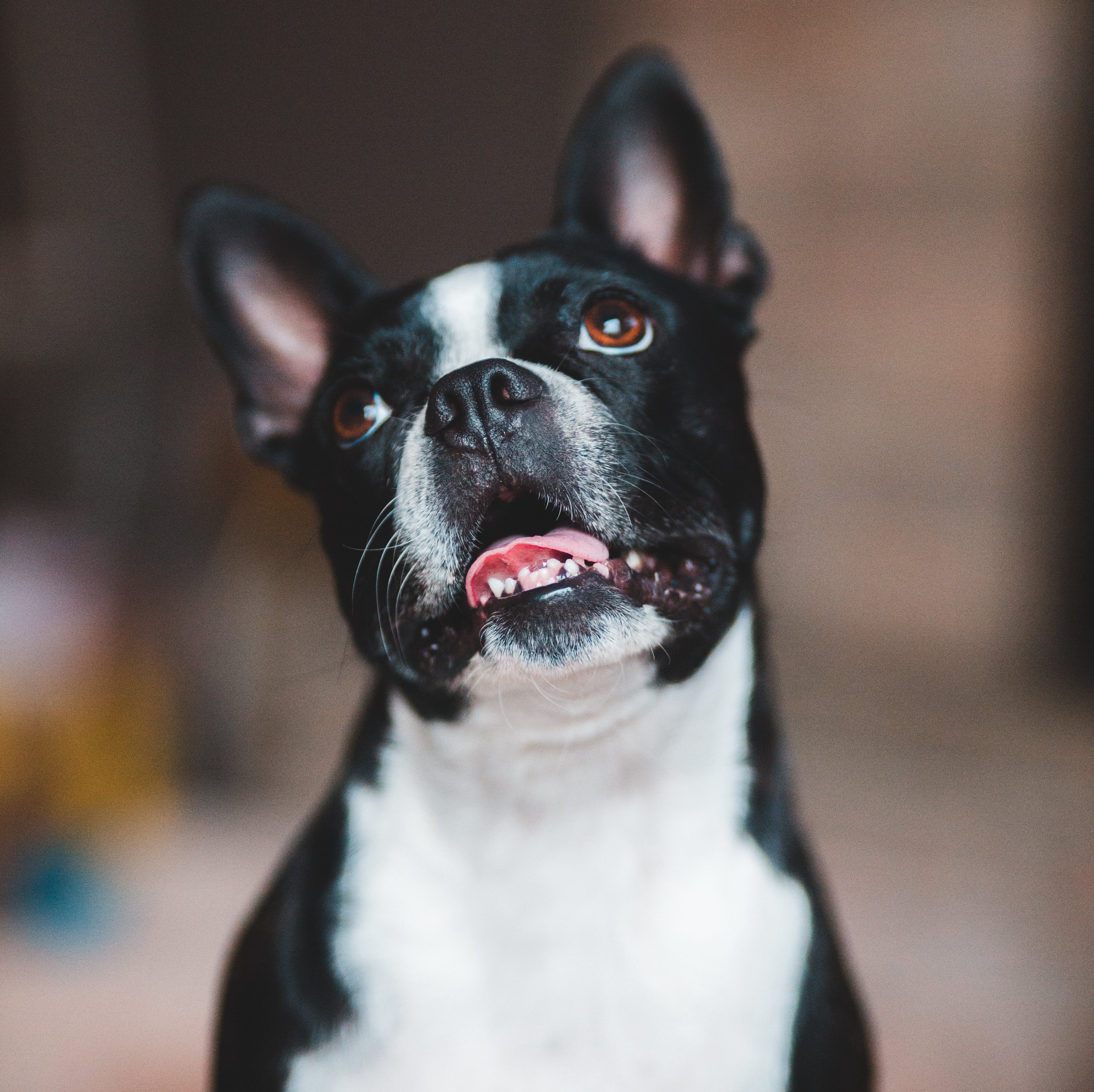 Unleash healthy smiles & happy tummies! CHESTER's dog treats: charcoal for whiter teeth, fresh breath & detox. Healthy, affordable, human-grade, all ages. Treat your pup!