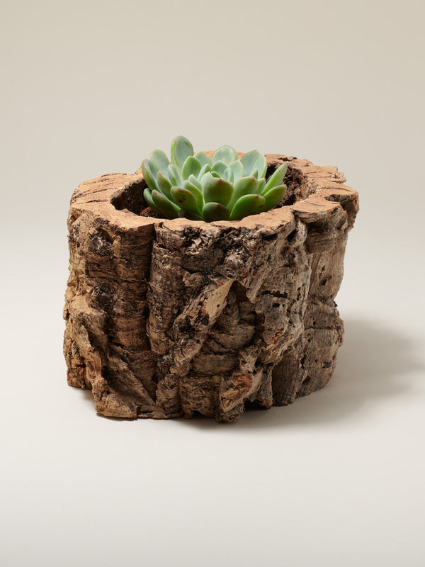 Natural Cork Bark Planter - Vegan, Eco-friendly & Handmade